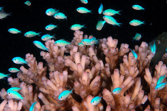 Blue Chromis