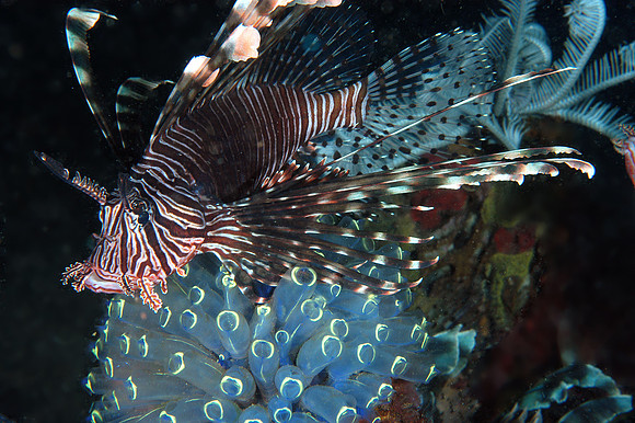 Lionfish