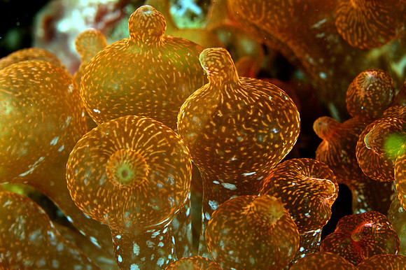 "Lightbulb" anemone