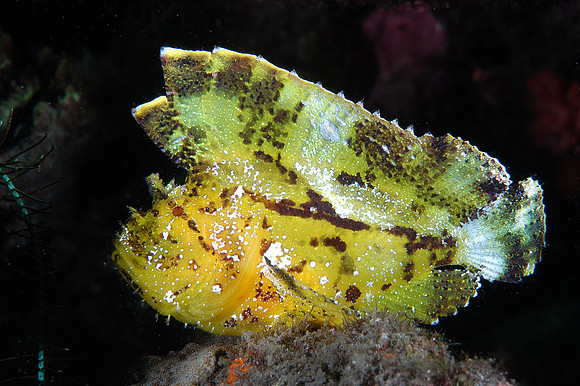 Leaf Scorpion fish