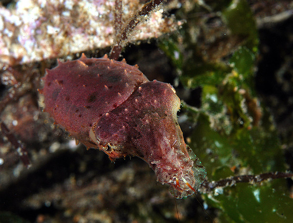 Broadclub Cuttlefish