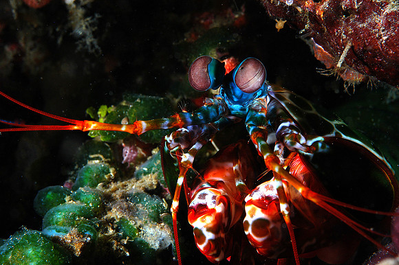 "Peacock" Mantis shrimp