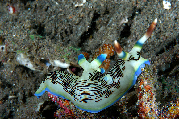 Nudibranch