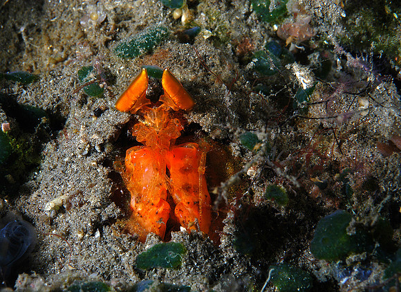 Spearing Mantis shrimp