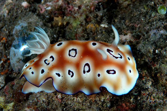 Nudibranch