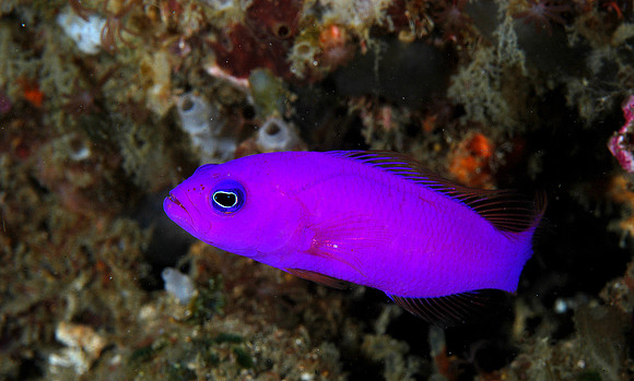Magenta Dottyback