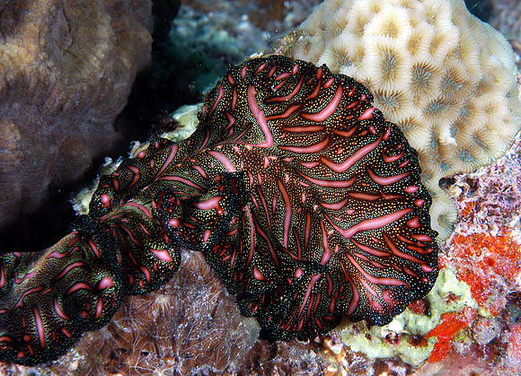 Sea slug