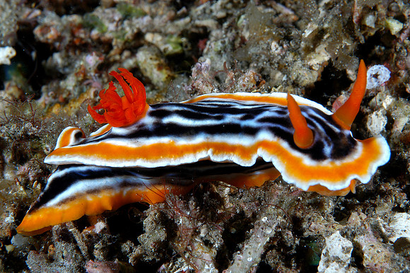 Nudibranch