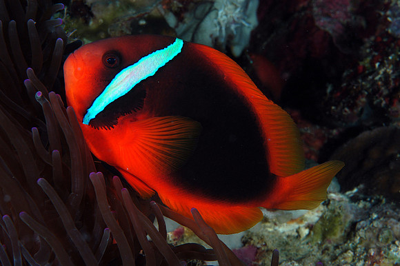 Tomato clownfish