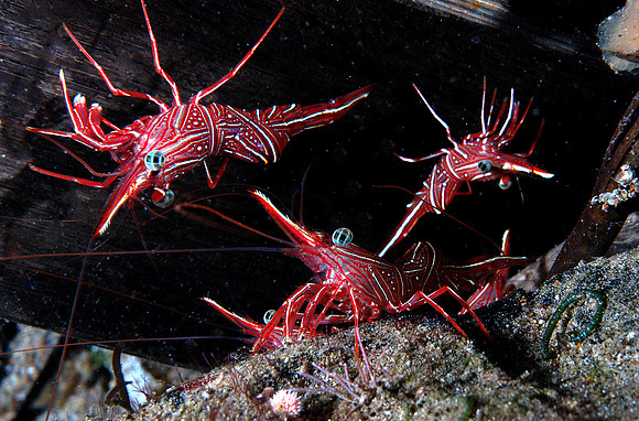 Hinged Beak shrimp