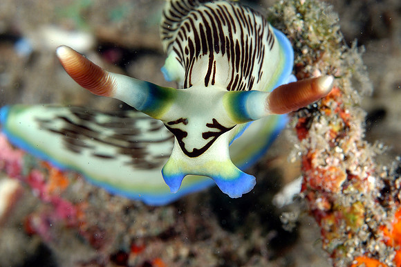Nudibranch (head shot)