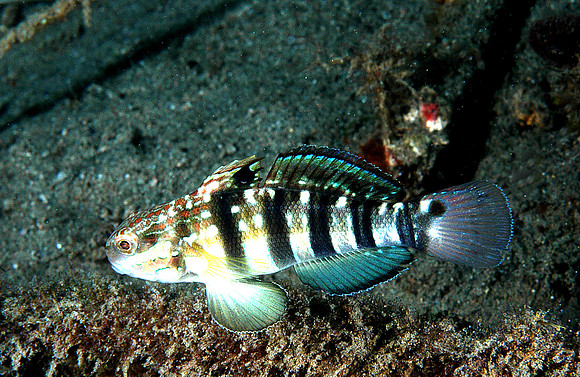 Banded Goby