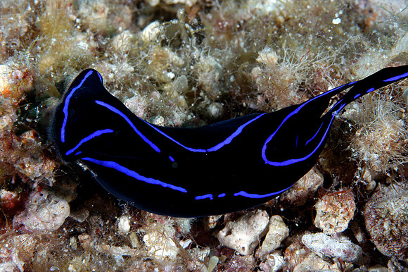 Sea slug