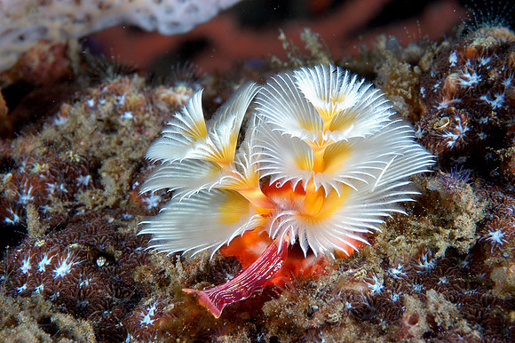 Christmas tree worm