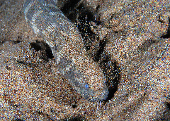 Sea Snake