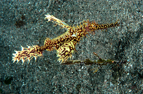 Ornate ghost pipefish