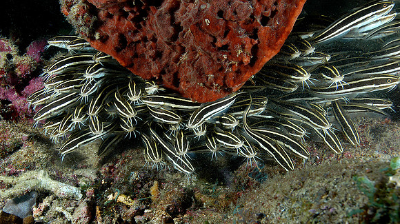Stripped catfish