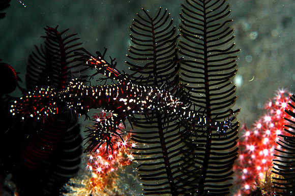 Ornate ghost pipefish