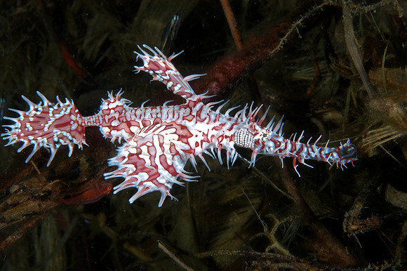 Harlequin ghost pipefish