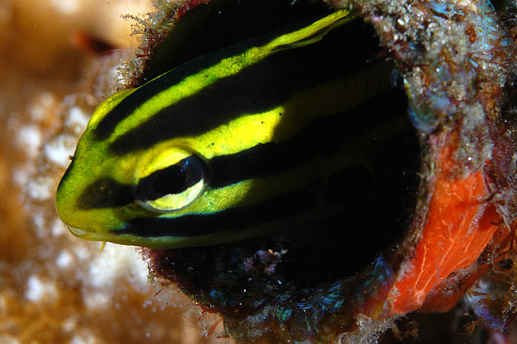 Fang Blenny