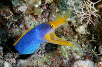 Adult Ribbon eel