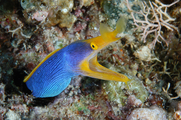 Adult Ribbon eel