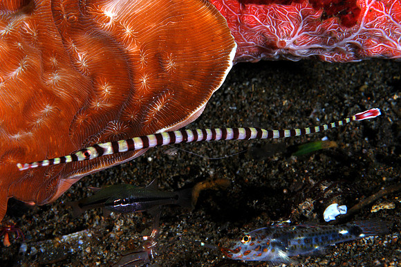 Ringed Pipefish