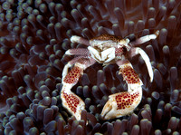 Anemone crab