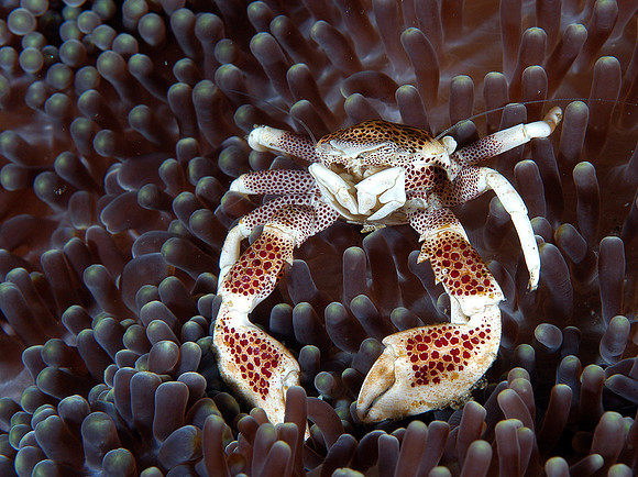 Anemone crab