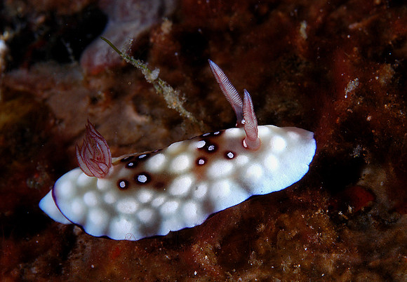 Nudibranch