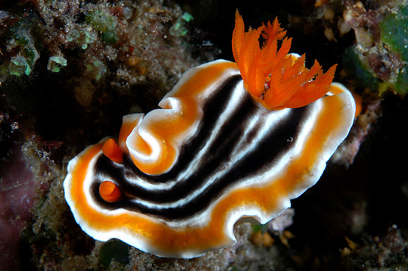 Nudibranch