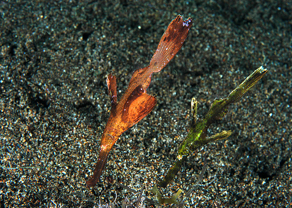 Robust ghost pipefish (male on left)