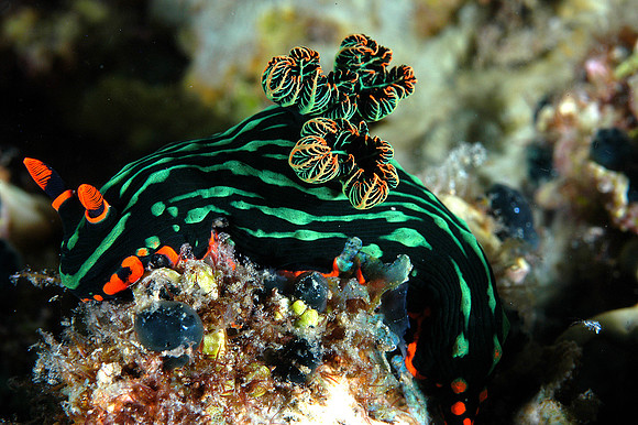 Nudibranch