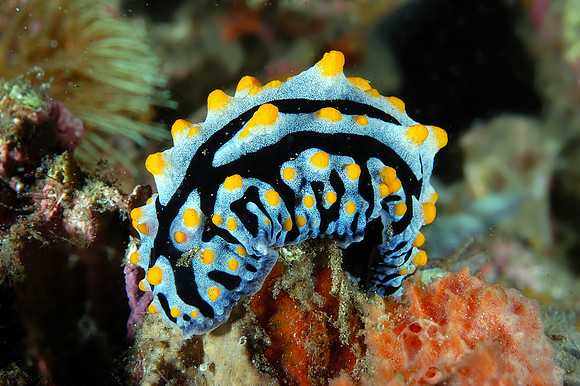Nudibranch (Phyllidia coelestis)