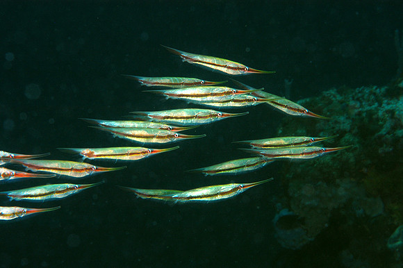 Razorfish