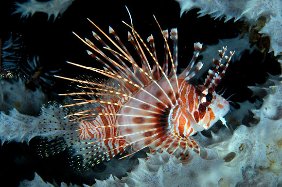 dwarf lionfish