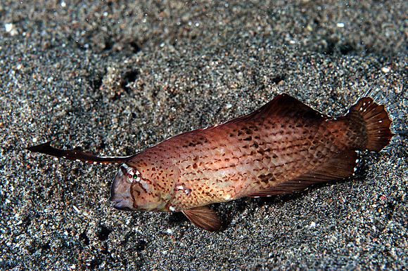 Juvenile Razorfish (1")