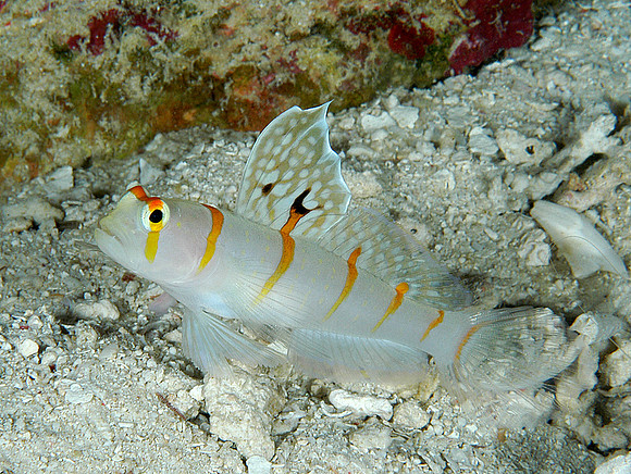 Sailfin shrimp goby