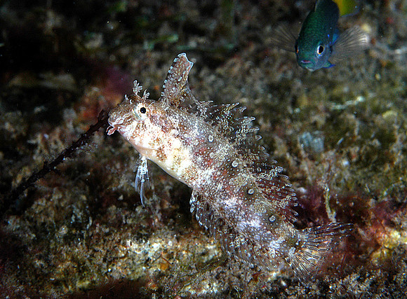 Banded Blenny (1-2")