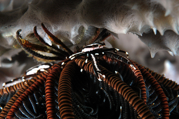 Squat lobster (3/4") on Crinoid