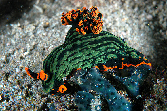 Nudibranch