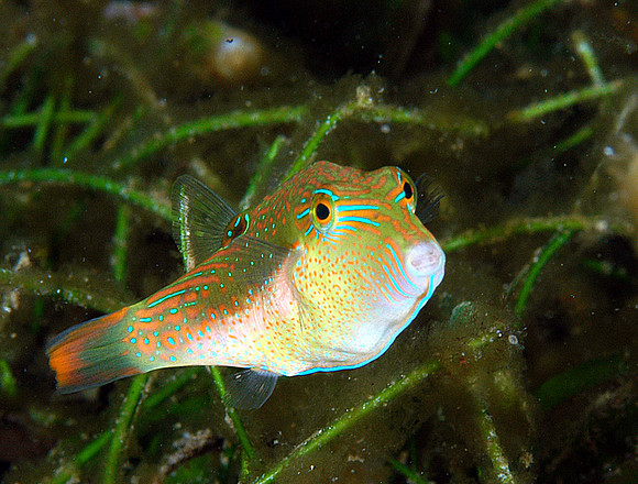 Juvenile (1 1/2") Sharpnose Puffer