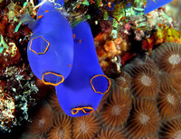 Tunicates (Pycnoclavellidae)