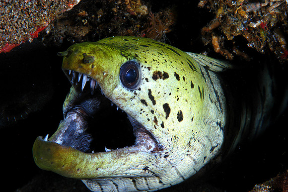 Fibrulated Moray