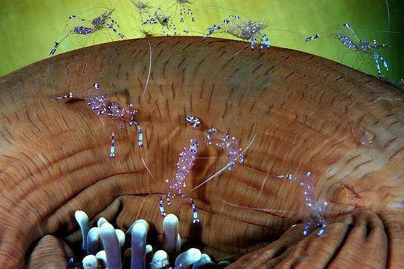 Anemone shrimp on an Anemone