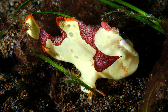 Painted Frog fish (1")