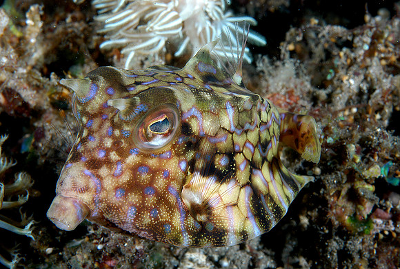 Thornback Cowfish