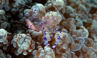 Anemone shrimp