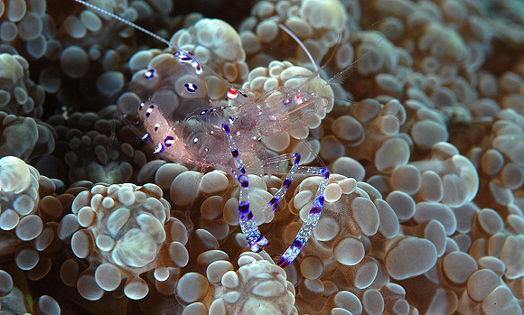 Anemone shrimp
