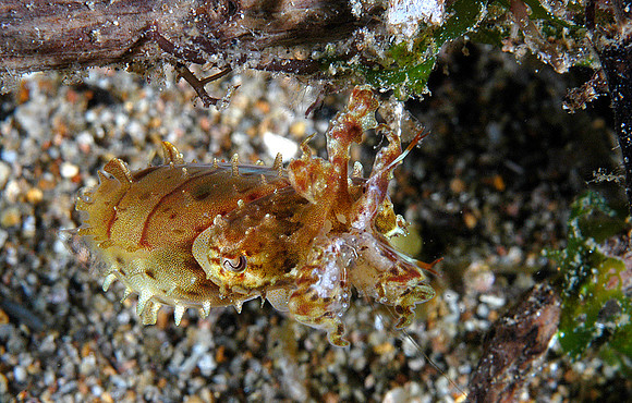 Broadclub Cuttlefish (3")